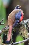 Trogon masqué