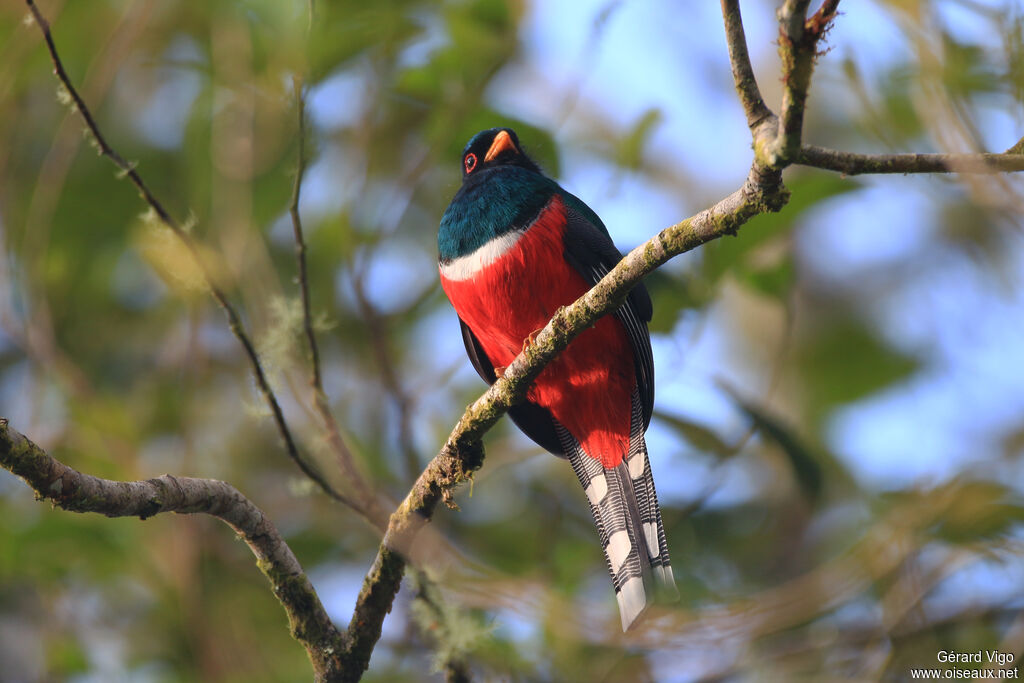 Collared Trogon male adult