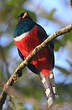 Trogon rosalba