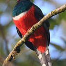 Trogon rosalba