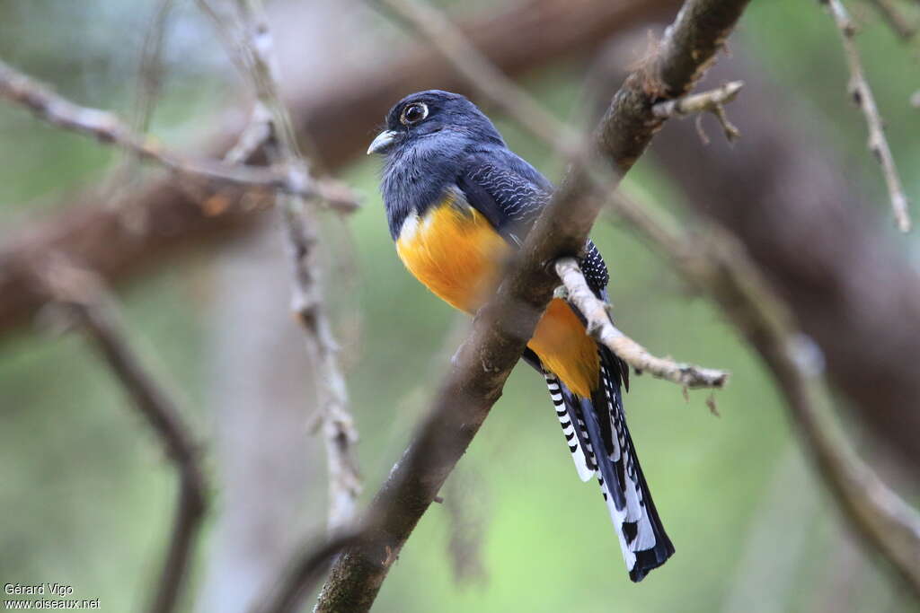 Guianan Trogon female adult, identification