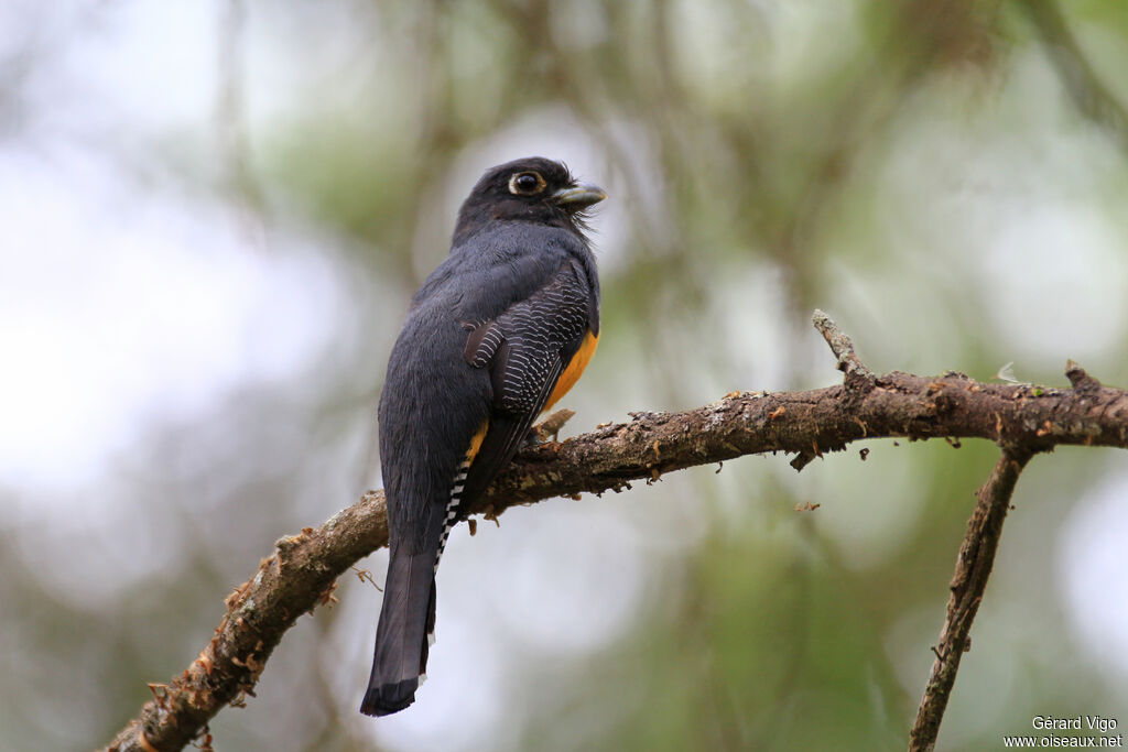 Trogon violacé femelle adulte