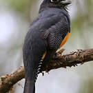 Trogon violacé