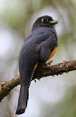 Trogon violacé