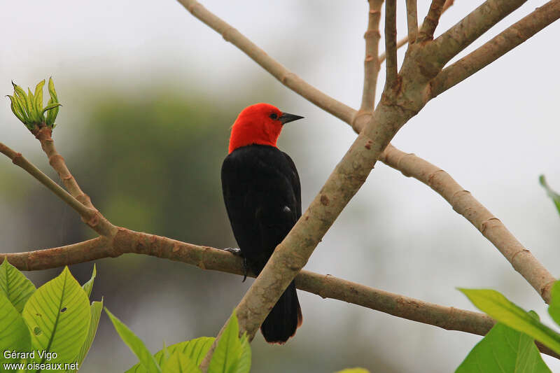Scarlet-headed Blackbirdadult, pigmentation