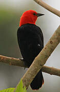 Scarlet-headed Blackbird