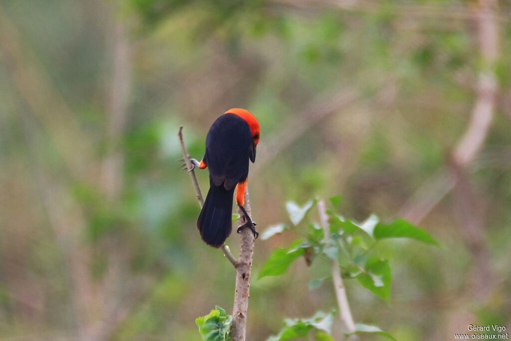 Scarlet-headed Blackbirdadult