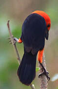 Scarlet-headed Blackbird