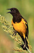 Yellow-rumped Marshbird