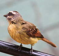 Golden-crowned Flycatcher