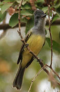 Sooty-crowned Flycatcher