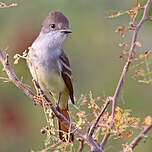 Tyran à gorge cendrée