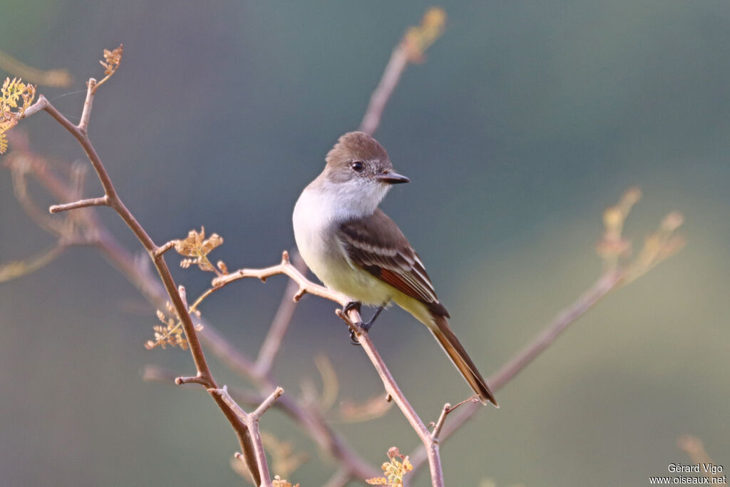 Tyran à gorge cendrée