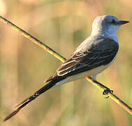 Scissor-tailed Flycatcher