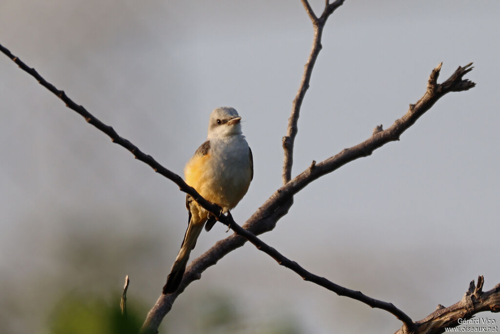 Tyran à longue queue