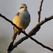 Tyran à longue queue