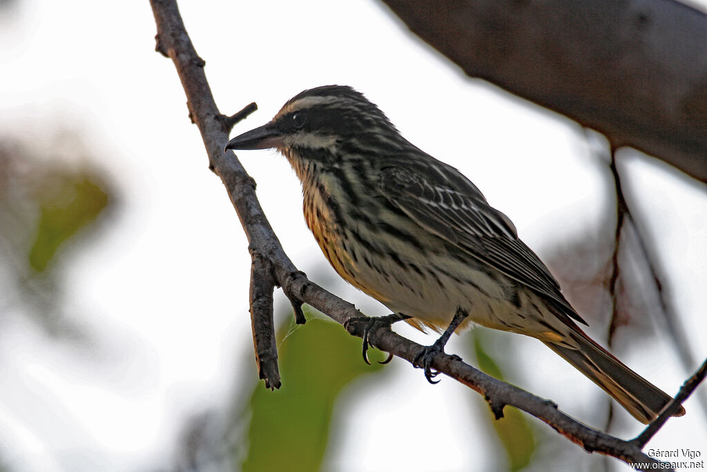 Streaked Flycatcheradult