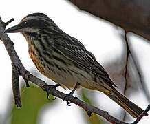 Streaked Flycatcher