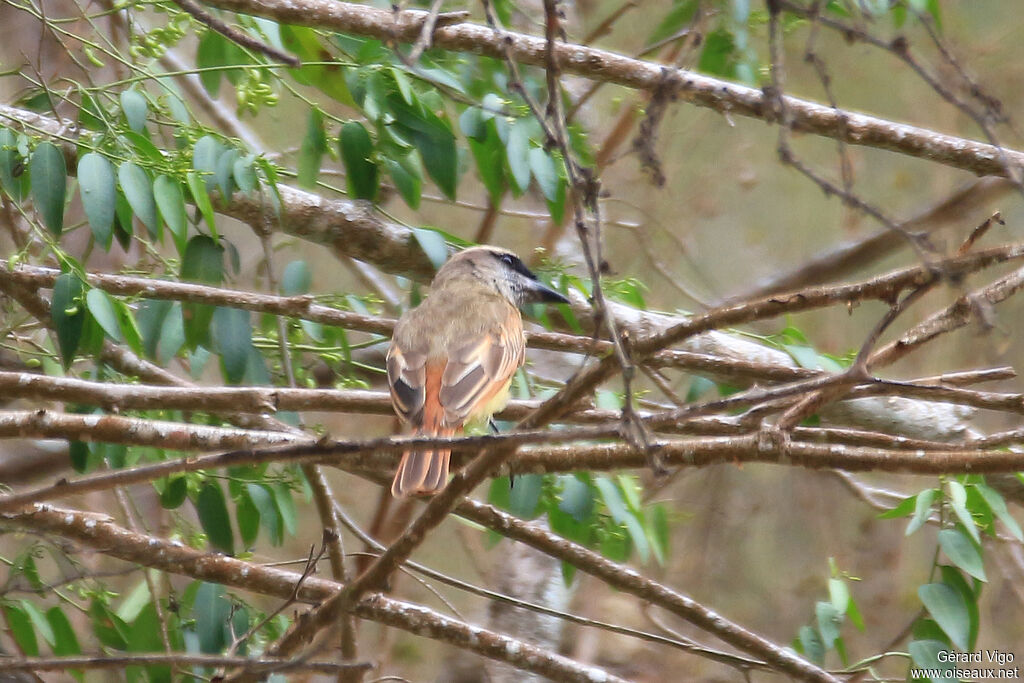 Baird's Flycatcheradult