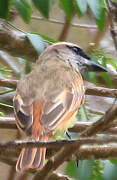 Baird's Flycatcher