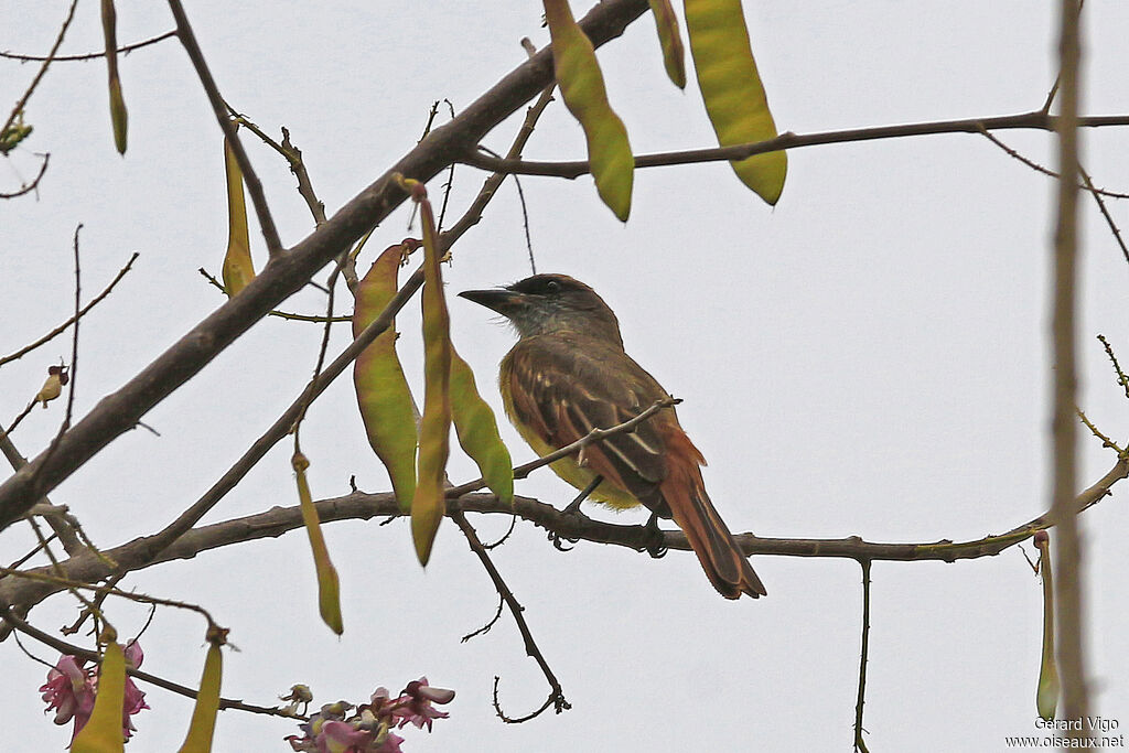 Baird's Flycatcheradult