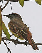 Baird's Flycatcher