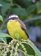 Rusty-margined Flycatcher