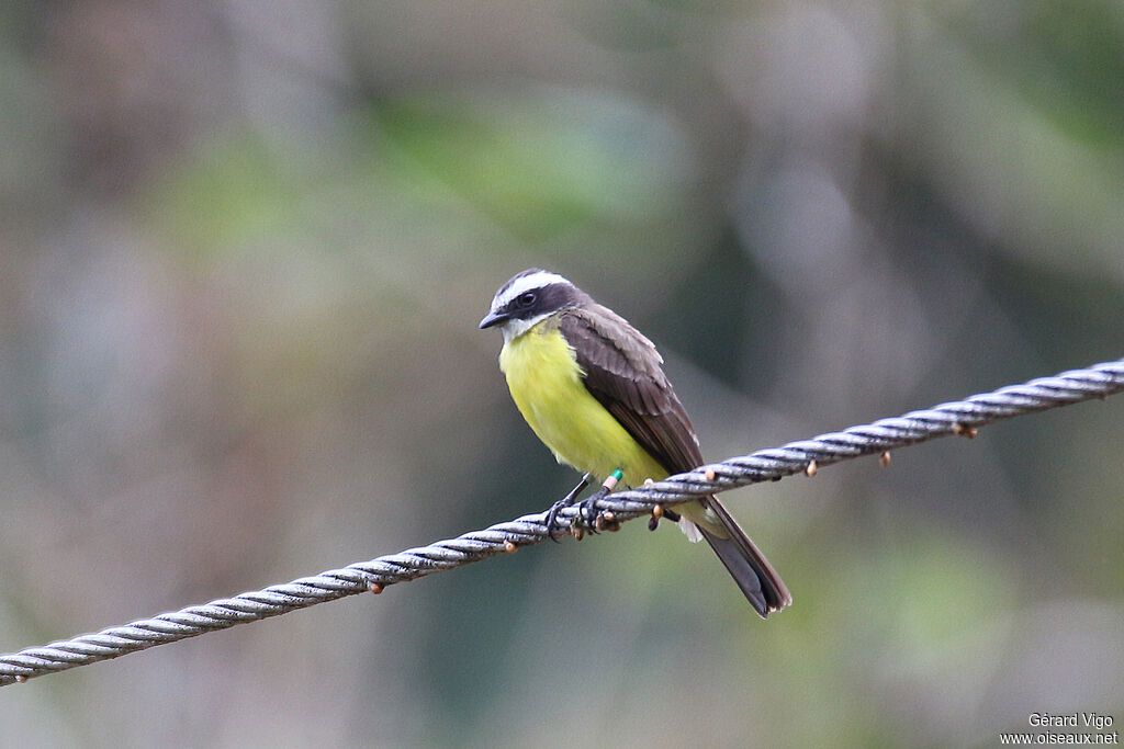 Rusty-margined Flycatcheradult