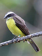 Rusty-margined Flycatcher