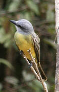 Western Kingbird