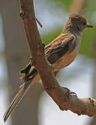 Brown-crested Flycatcher