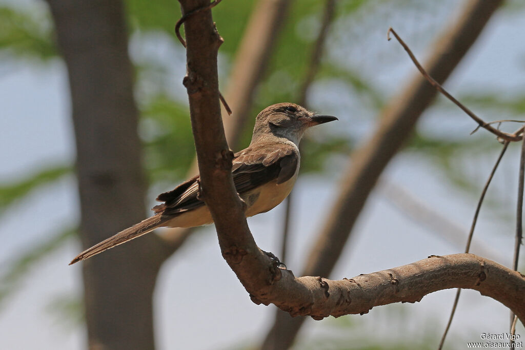 Brown-crested Flycatcheradult