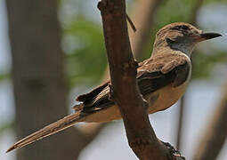 Brown-crested Flycatcher