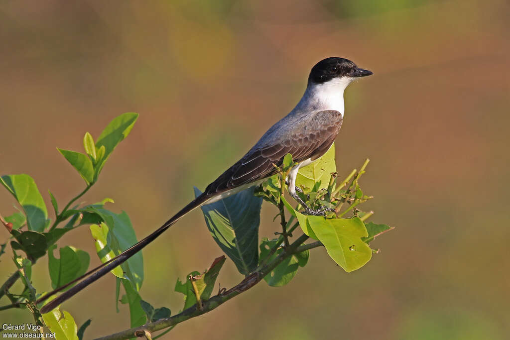 Tyran des savanes mâle adulte, identification