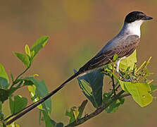 Fork-tailed Flycatcher