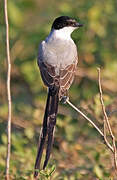 Fork-tailed Flycatcher