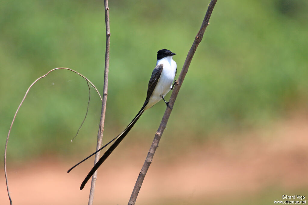 Fork-tailed Flycatcheradult