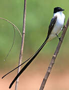 Fork-tailed Flycatcher