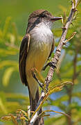 Short-crested Flycatcher