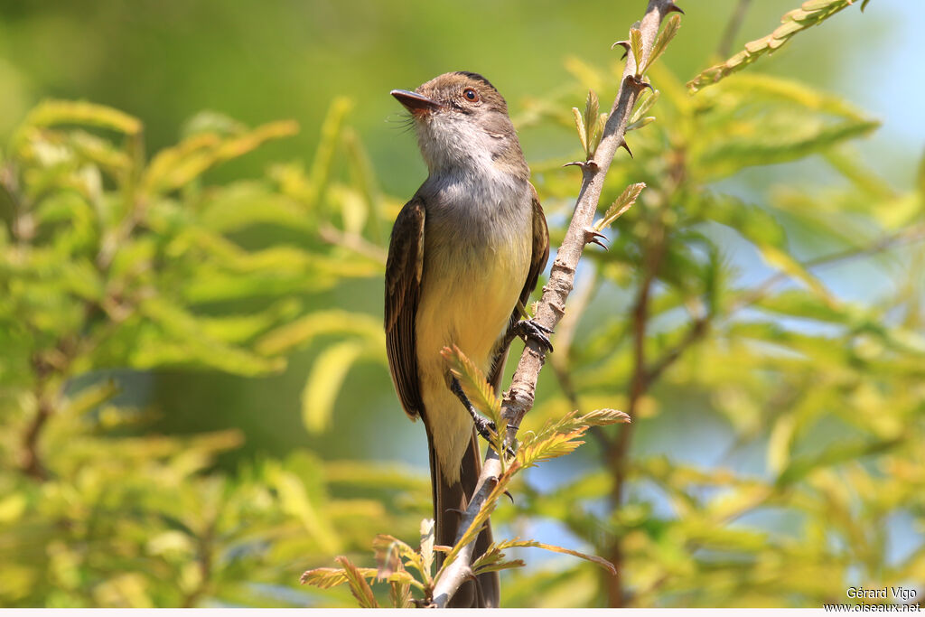 Short-crested Flycatcheradult