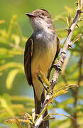 Short-crested Flycatcher