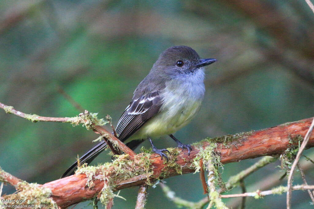 Tyran givréadulte, identification