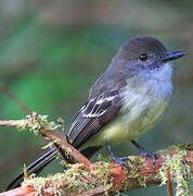 Pale-edged Flycatcher