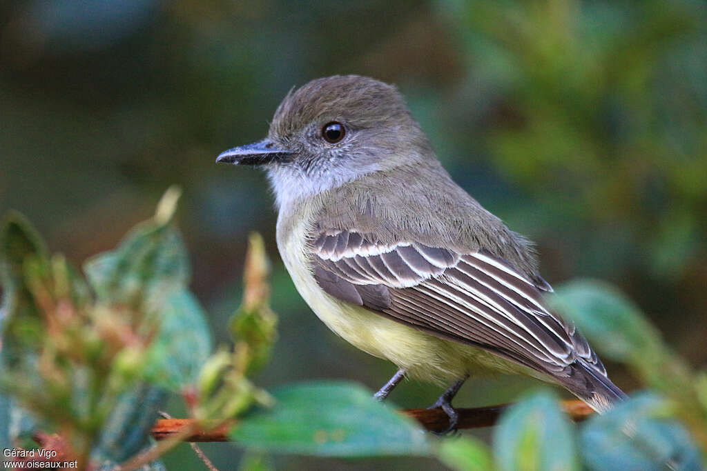 Pale-edged Flycatcheradult, close-up portrait, pigmentation