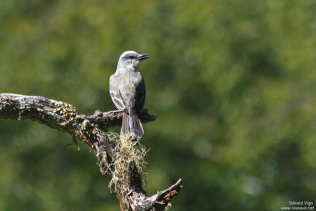 Tropical Kingbirdadult