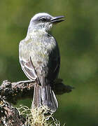 Tropical Kingbird