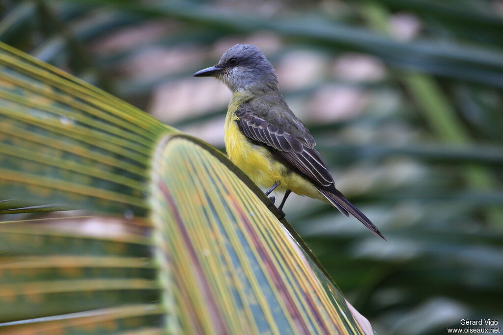 Tropical Kingbirdadult