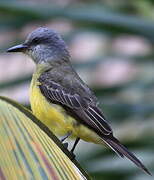 Tropical Kingbird