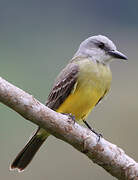 Tropical Kingbird