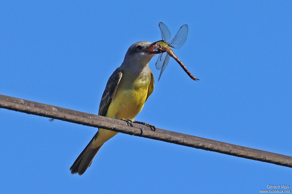 Tropical Kingbirdadult, fishing/hunting